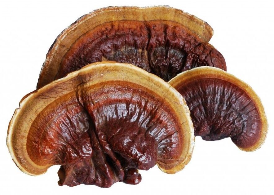 Magicoa reishi mantarı içerir